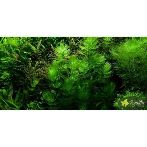 Роголистник (Ceratophýllum)