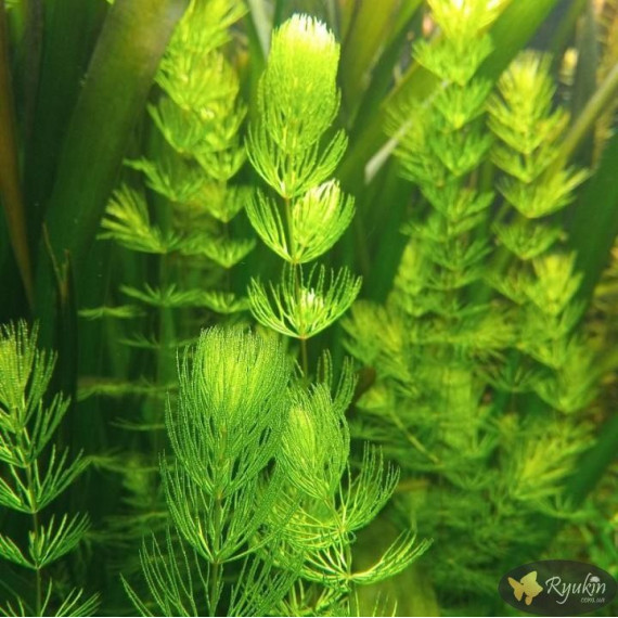 Роголистник (Ceratophýllum)