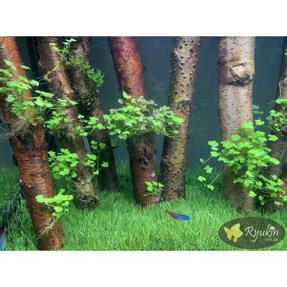 Гидрокотила Трипартита (Hydrocotyle Tripartita)