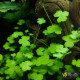 Гидрокотила Трипартита (Hydrocotyle Tripartita)