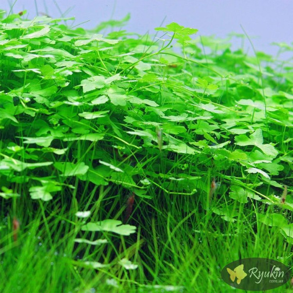 Гидрокотила Трипартита (Hydrocotyle Tripartita)