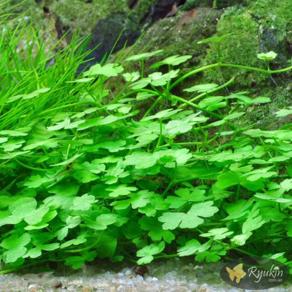 Гидрокотила Трипартита (Hydrocotyle Tripartita)