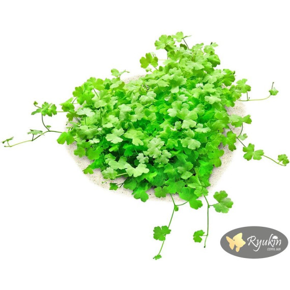 Гидрокотила Трипартита (Hydrocotyle Tripartita)