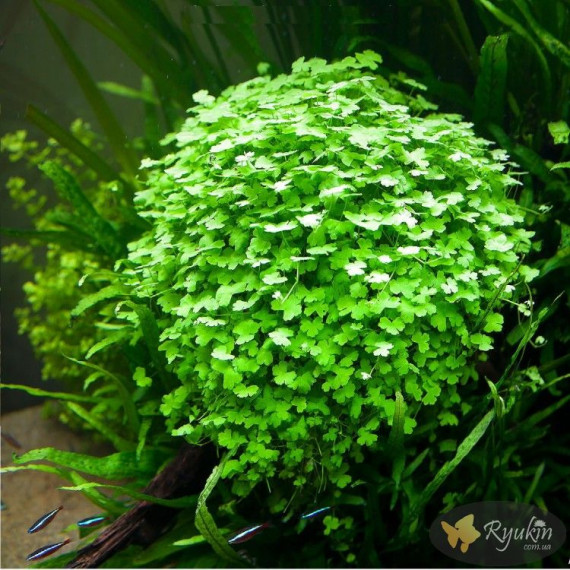 Гидрокотила Трипартита (Hydrocotyle Tripartita)