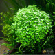Гидрокотила Трипартита (Hydrocotyle Tripartita)