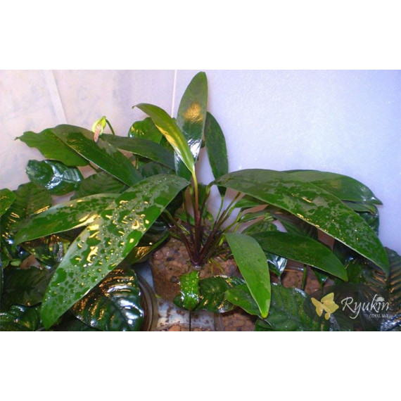 Анубіас Ангустіфолія (Anubias Angustifolia)