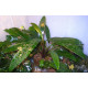 Анубіас Ангустіфолія (Anubias Angustifolia)