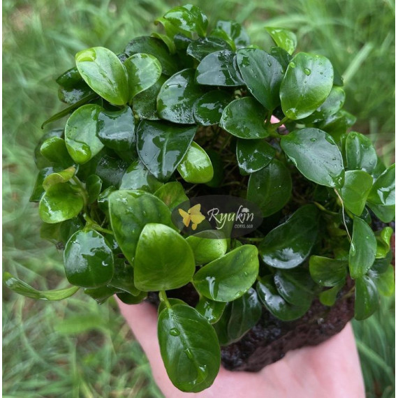 Анубіас Нана Бонсай (Anubias Nana Bonsai)