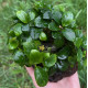 Анубіас Нана Бонсай (Anubias Nana Bonsai)