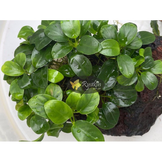 Анубіас Нана Бонсай (Anubias Nana Bonsai)