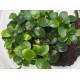Анубіас Нана Бонсай (Anubias Nana Bonsai)