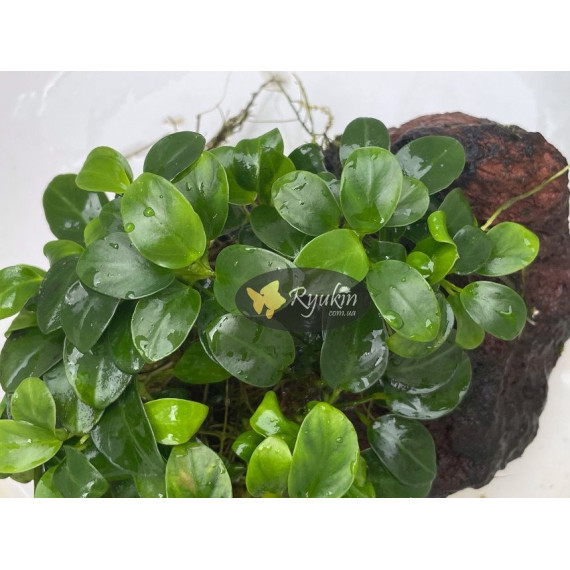 Анубіас Нана Бонсай (Anubias Nana Bonsai)