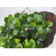 Анубіас Нана Бонсай (Anubias Nana Bonsai)