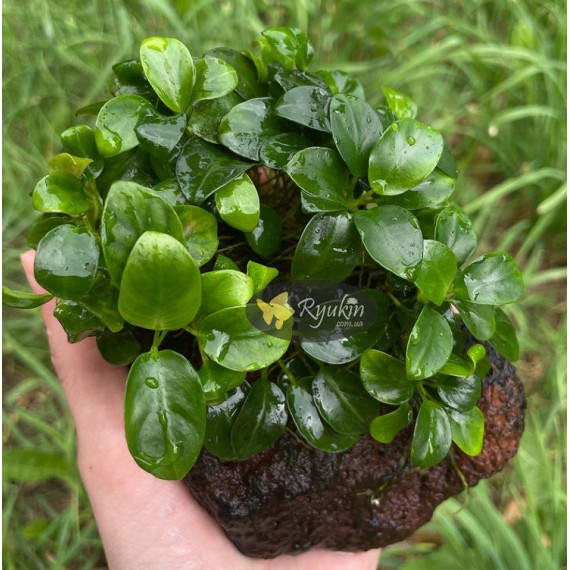 Анубіас Нана Бонсай (Anubias Nana Bonsai)