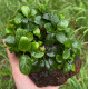 Анубіас Нана Бонсай (Anubias Nana Bonsai)