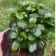 Анубіас Нана Бонсай (Anubias Nana Bonsai)