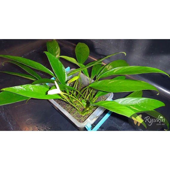Анубіас Глабра (Anubias Glabra)