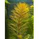 Перистолистник Рорайма (Myriophyllum Roraima)
