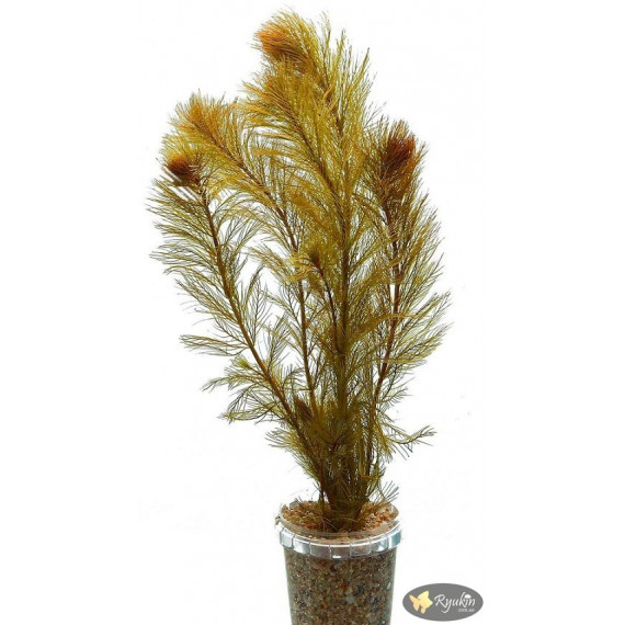 Перистолистник Рорайма (Myriophyllum Roraima)