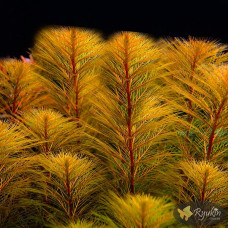 Перистолистник Рорайма (Myriophyllum Roraima)