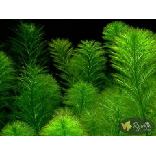 Перистолистник Бразильський (Myriophyllum Aquaticum)