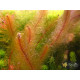 Перистолистник Красностебельный (Myriophyllum Heterophyllum)