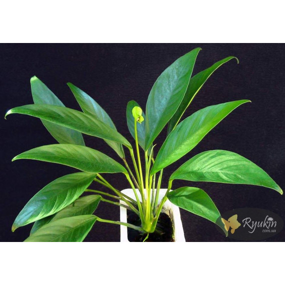 Анубіас Глабра (Anubias Glabra)