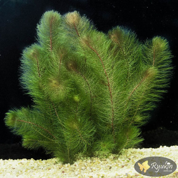 Перистолистник Бразильский (Myriophyllum Aquaticum)