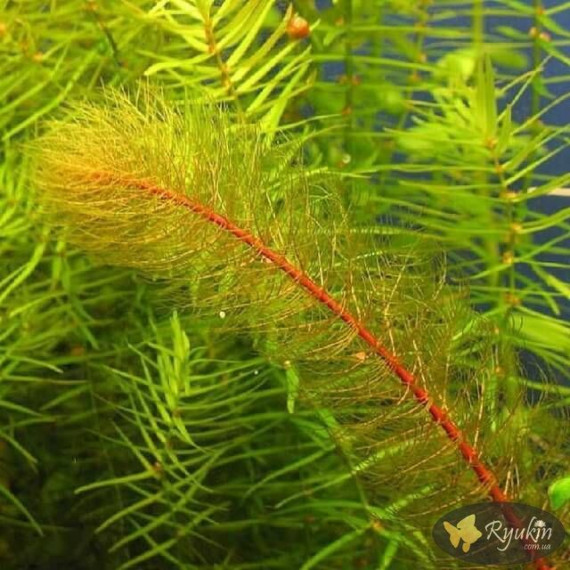 Перистолистник Бразильский (Myriophyllum Aquaticum)
