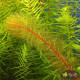 Перистолистник Бразильский (Myriophyllum Aquaticum)