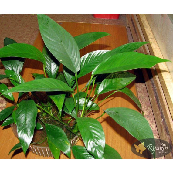 Анубіас Глабра (Anubias Glabra)