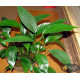 Анубіас Глабра (Anubias Glabra)