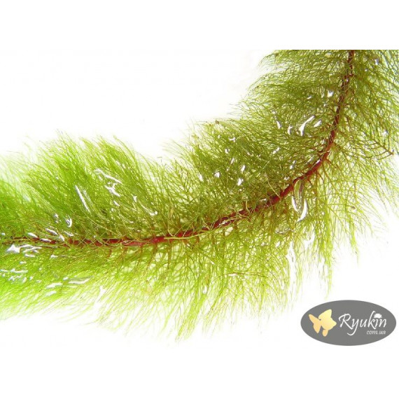 Перистолистник Красностебельный (Myriophyllum Heterophyllum)