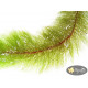 Перистолистник Красностебельный (Myriophyllum Heterophyllum)