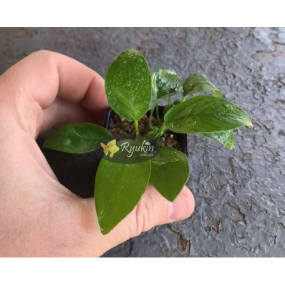 Анубіас Нана Голд (Anubias Nana Gold)