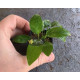 Анубіас Нана Голд (Anubias Nana Gold)