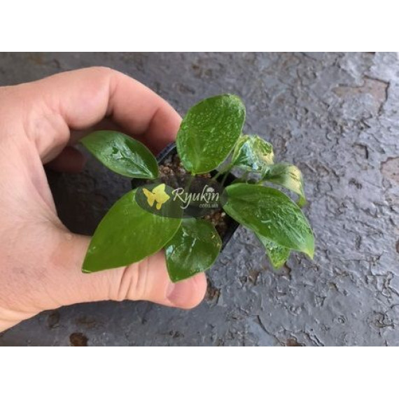 Анубіас Нана Голд (Anubias Nana Gold)