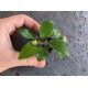Анубіас Нана Голд (Anubias Nana Gold)