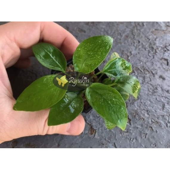 Анубіас Нана Голд (Anubias Nana Gold)