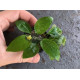 Анубіас Нана Голд (Anubias Nana Gold)