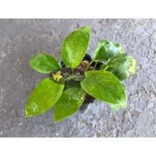 Анубіас Нана Голд (Anubias Nana Gold)