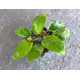 Анубіас Нана Голд (Anubias Nana Gold)
