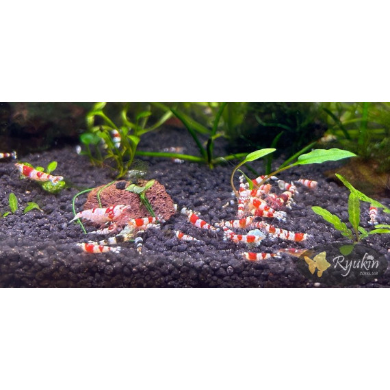 Креветка Червоний Крісталл (Crystal Red Shrimp)