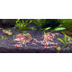 Креветка Червоний Крісталл (Crystal Red Shrimp)