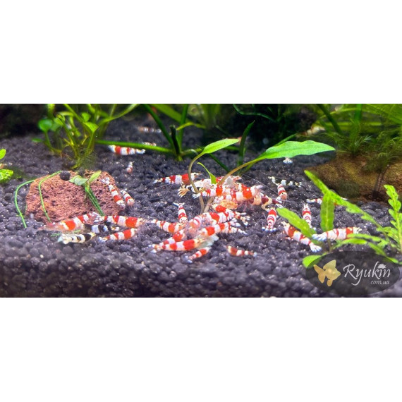 Креветка Червоний Крісталл (Crystal Red Shrimp)