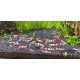 Креветка Червоний Крісталл (Crystal Red Shrimp)