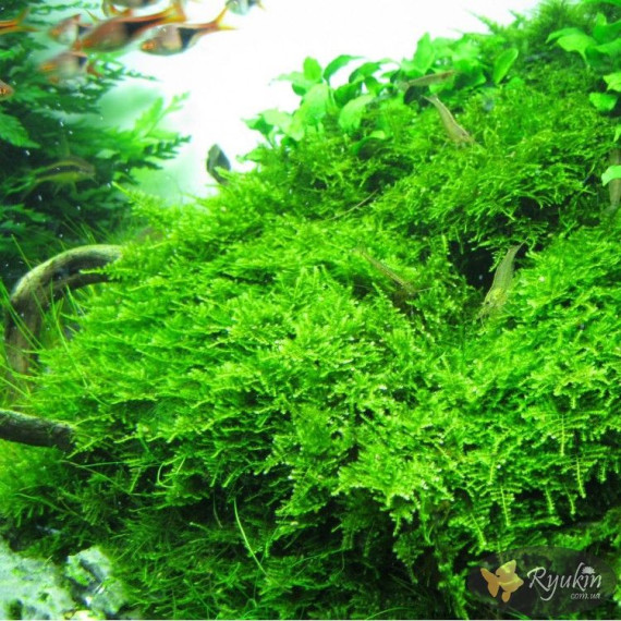 Мох Крісмас, Різдвяний (Christmas Moss)