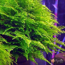 Мох Крісмас, Різдвяний (Christmas Moss)