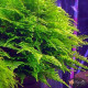 Мох Крісмас, Різдвяний (Christmas Moss)