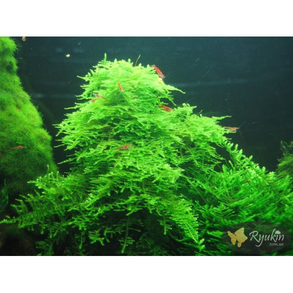 Мох Крісмас, Різдвяний (Christmas Moss)